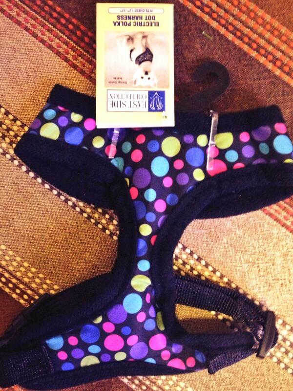 SmartDog Mex (@smartdogmex) on Twitter photo 