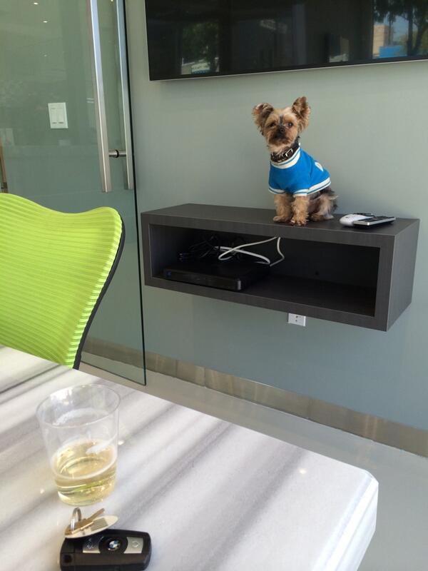 BusbyTheYorkie's tweet image. my mom has a meeting with her lawyer and im stuck under the flat screen while she drinks champ pain #pawful
