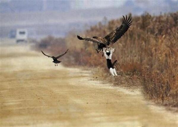 "I believe I can fly, I believe I can touch the sky..." #rkellyVIP #flyingcat (pic/v @dbtsu )