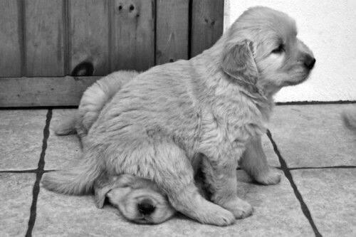 tbhcuties's tweet photo. Oups!!! I am sorry for bumping my tushi on you http://t.co/e1Yyn71xC1