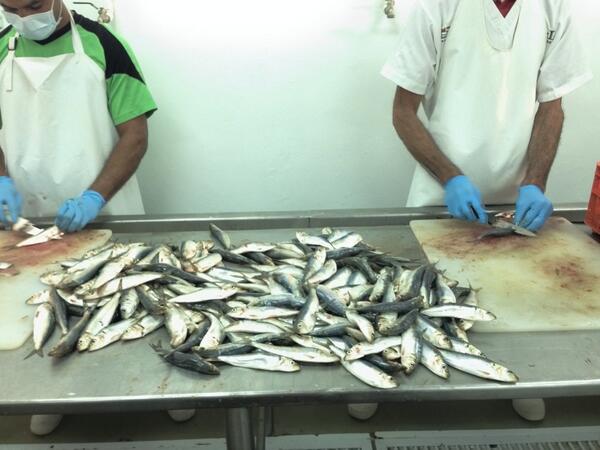 Islamar C.A tiene una capacidad instalada de 10 mil kilos diarios de productos marinos #RevoluciónProductiva