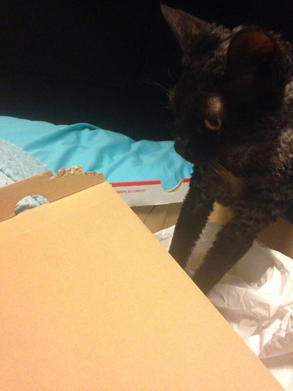 brycoo's tweet image. Kept shoebox to keep trainers safe but forgot to get a bigger box to keep the trainer box safe. #catworldproblems