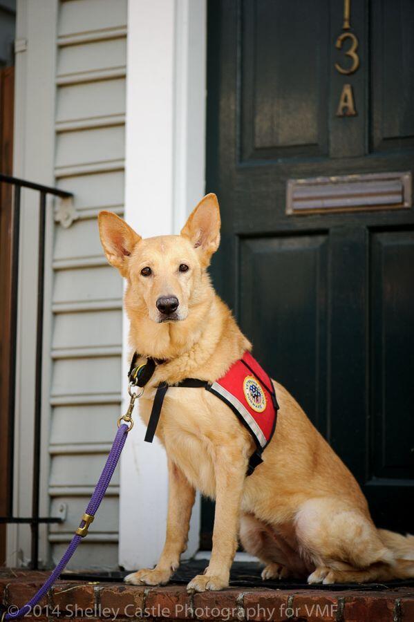 VetsFwd's tweet photo. PuPpy FriDAy: Rikku is a therapy dog.  Rikku visits Bethesda/Walter Reed, &amp; various events around the DC area. http://t.co/VFg7chrgFx
