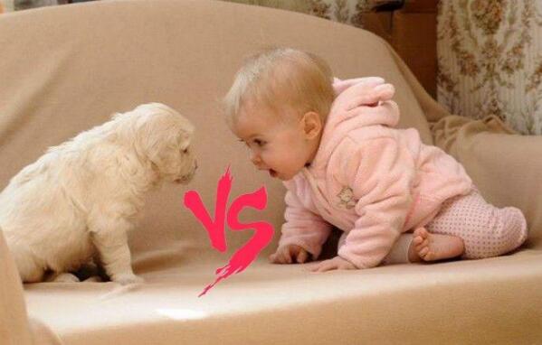 BARK tweet media