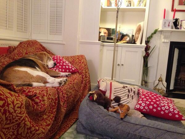 I know I have a bed but I prefer the sofa ! Nite nite ! zzz