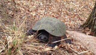 Emerging after a long winter!