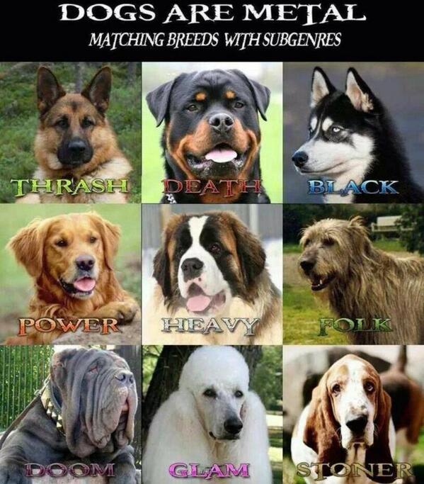 Look at these #metaldogs @HUSHdoom did they get #doom right?
