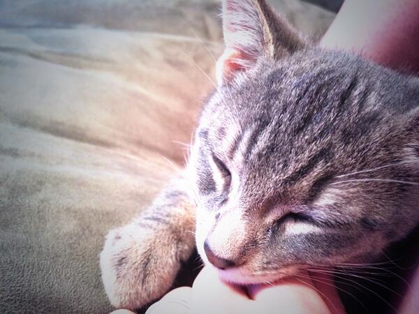 PetSmart1197's tweet photo. Always be sure to take some "me" time #inspiredbypets #eastpetm http://t.co/yT3reR92IG