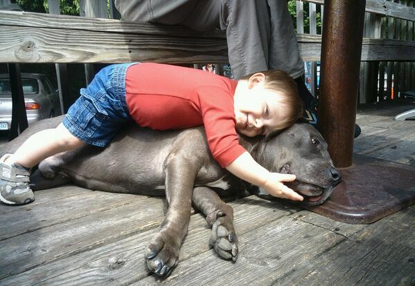 haht78's tweet photo. Sweet baby with a sweet pit bull!! http://t.co/34wnrqTUy2