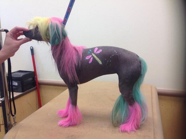 lora_johnson83's tweet photo. #inspiredbypets http://t.co/BYbNExmVeH
