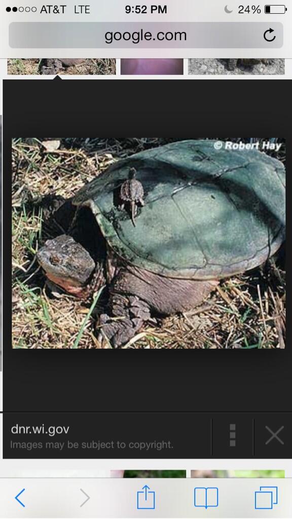 Sammy_Gords's tweet photo. @PrestonWagner that's my D on the bottom and that's your D on the top #getthatdickout #swangit #turtlebohs http://t.co/9qNOjgRgXz