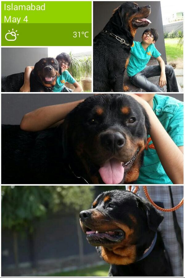 mohsinislamkhan's tweet photo. Love my Rott.
@RHF_org @RottweilerFans @RottweilerNatio @Rottweiller2000 @TTRMagazine 
#InstaMagAndroid http://t.co/lJyawirx82