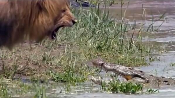 makes_buzz's tweet image. 2 Of The World’s Powerful Animals Confront! Cats Vs Crocs: Amazing Videos! tinyurl.com/knje8kq
#Lions