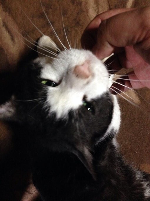 チロルにゃんとはしばしお別れにゃん 