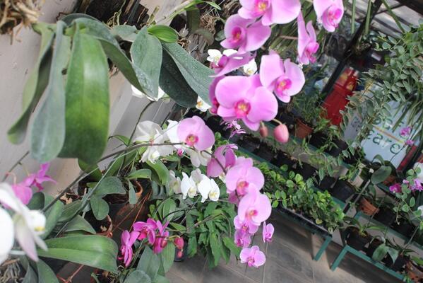 Di dalam greenhouse kami banyak terdapat anggrek #konservasi8
