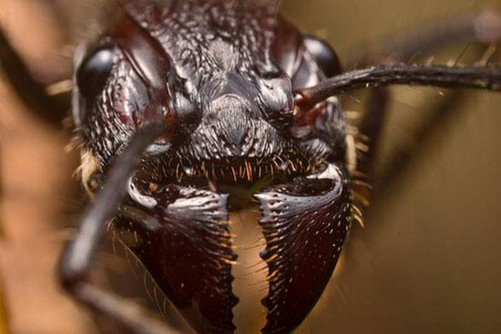 HappytimeMurder's tweet image. มดสุดโหดนาม bullet ant คือแมลงที่ได้ติดยศว่า“ต่อยเจ็บที่สุดในโลก” ด้วยความสามารถในการต่อยเจ็บราวกับถูกกระสุนปืนยิง