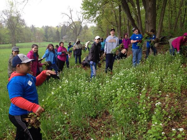 Jcoichy's tweet image. Mustard garlic weeds? No problem. The @gracechapel Boston Project team is here! #springserve