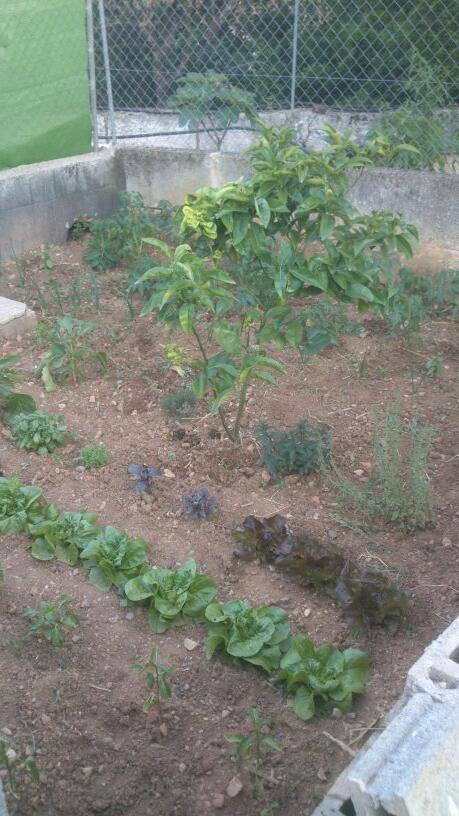 MateosPepa's tweet photo. El huerto dando sus frutos...!!!? http://t.co/UCZWxF94ni