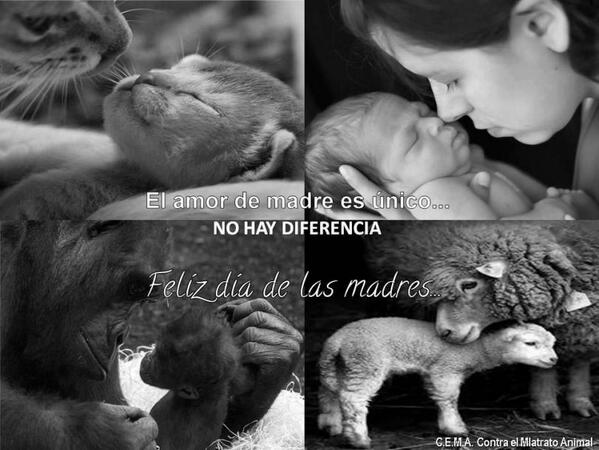 PatitasCansadas's tweet photo. A todas las madres, Biológicas, Rescatistas, Adoptivas, FELIZ DIA DE LA MAMA!! http://t.co/ATtXlSuIHL