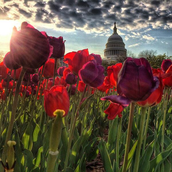7NewsDC's tweet image. Kudos to Architect of the Capitol; great photo. MT @SteveRudinABC7: #Sunrise and tulips - Photo by @uscapitol. t