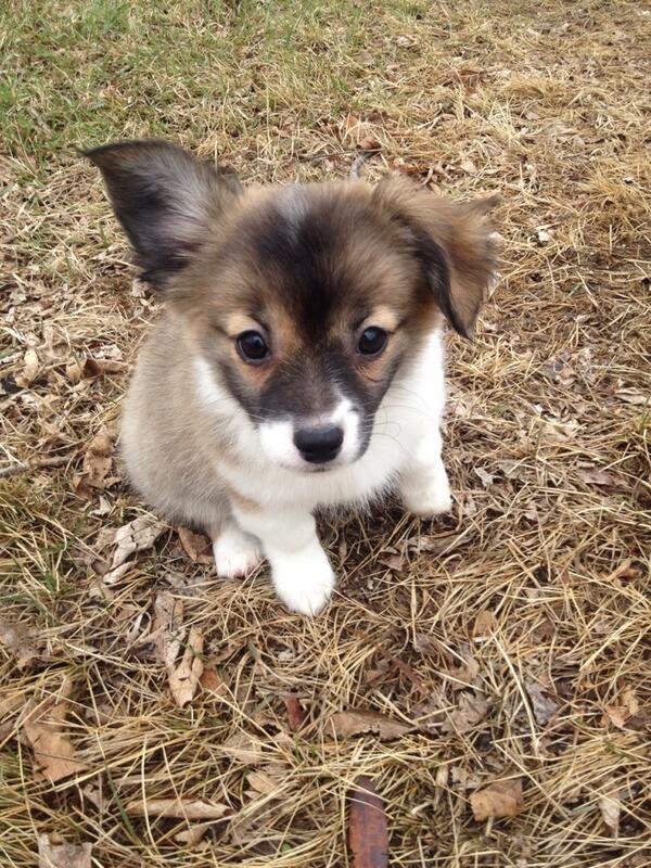 doctorAlexStone's tweet photo. #HUDogoftheday!   @HockeyUnfilterd http://t.co/CwEMdqQp5l