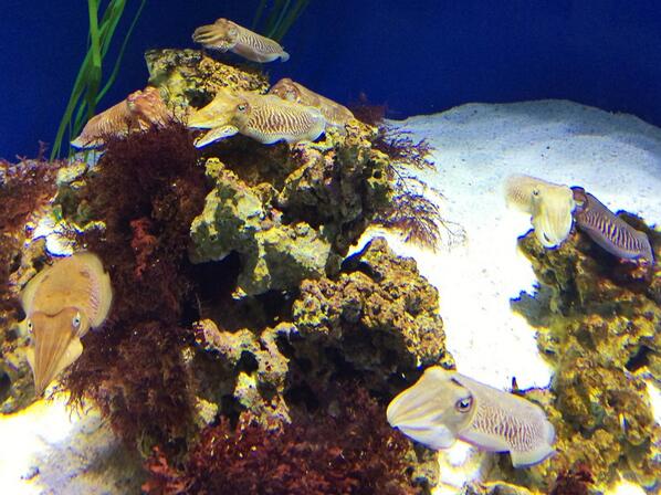 gonebicoastal's tweet photo. How many #cuttlefish can you spot? These masters of disguise are on exhibit at the @MontereyAq http://t.co/CmZkzAu8BJ