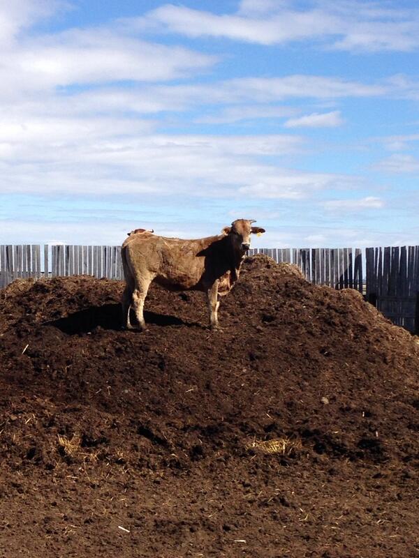 Checking cows today. #fun #rodeo #buckingbulls