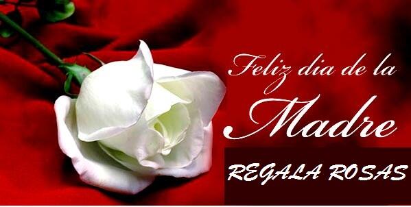 siembraycocecha's tweet photo. El significado de los rosas rojas es amor y respeto. Ninguna flor ha sabido tocar tan profundamente tantos corazones. http://t.co/Br9oiIAFPX