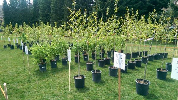 mike_jahn's tweet photo. Arbor Day event, come get yer #trees! (@ Paepcke Park) https://t.co/beUlaoSwcm http://t.co/qZpJKirZYw