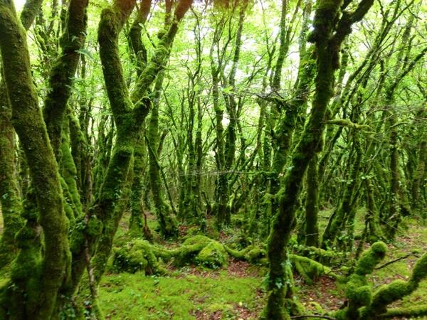 Permalien de l'image intégrée