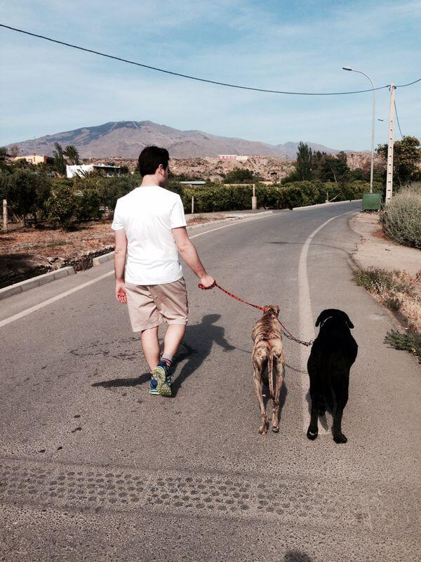 SoSAdopta's tweet photo. Nuestro galgito FABUL disfrutando de un paseo con su adoptante y su compañero de paseo... ¡nos alegramos por ellos! http://t.co/QgEqoNYTrF