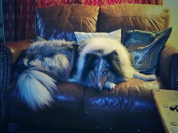 TheHound_'s tweet image. Naturally, I have my own sofa. #standards #skillz #fartz