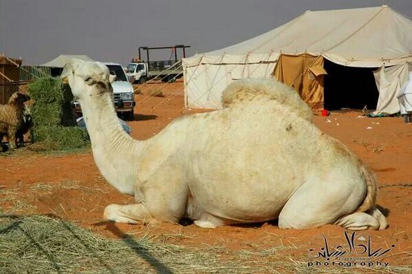 abstech3's tweet image. Salm