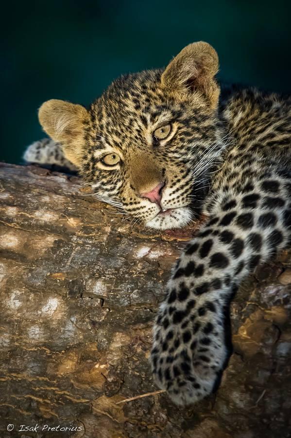 CordeiroRick's tweet image. "@CUMALi_YILDIZ  Leopard Cub, Mashatu Game Reserve in Botswana http://t.co/vTqIfOhVew"