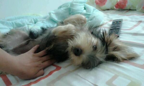 bela_mh's tweet photo. En busca de hogar.. Yorkshire macho (: $150 negociables http://t.co/pgEinqUzAr