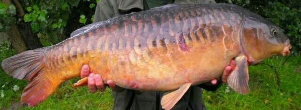 Another scaley #Norfolkcarp from an intimate 1acre lake
#carp
#carpfishing
#carpcrew
