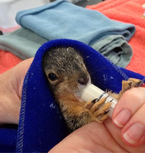 falsifiedd's tweet image. Missing these vicious lil guys :'(