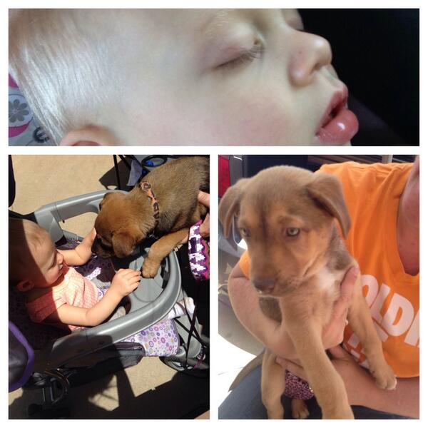 KatelynSonday's tweet photo. Looked at puppies today with Kenzie! Too bad Willard said we have to wait until after the move! http://t.co/faw8x8lfT0