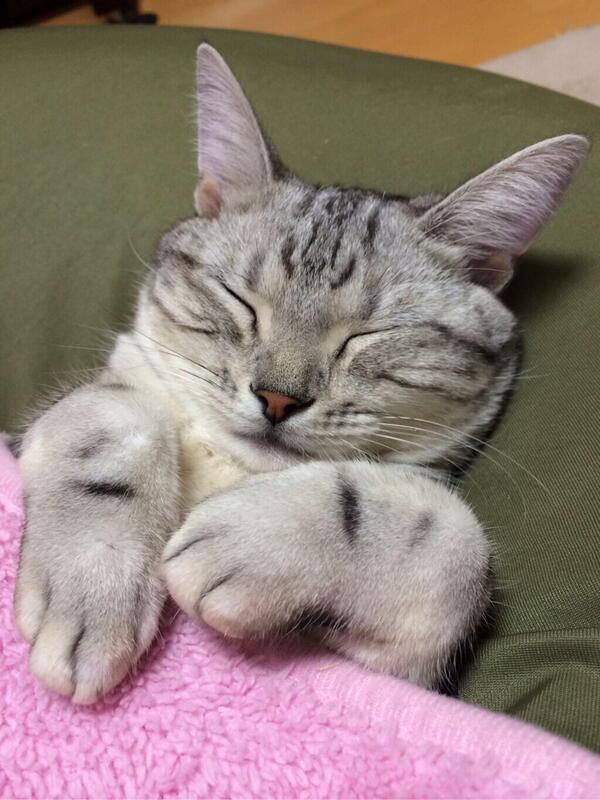 cat_p_bot's tweet photo. https://t.co/dTONmEO7ja