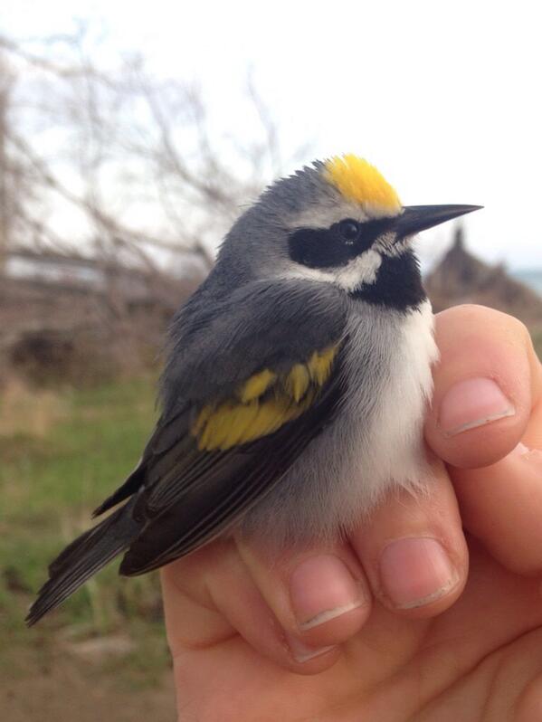 One of the two Golden-winged Warblers banded at our Tip Research Station this morning #MigratoryBirdDay #birding