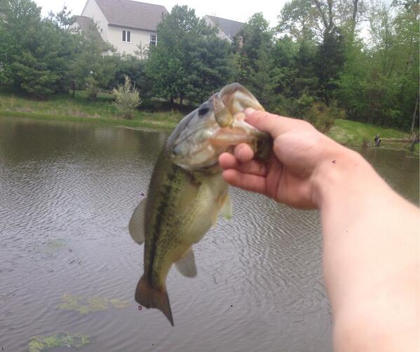 yakinjeffrey's tweet photo. Caught a couple nice ones this morning http://t.co/v6nmQRkAZk