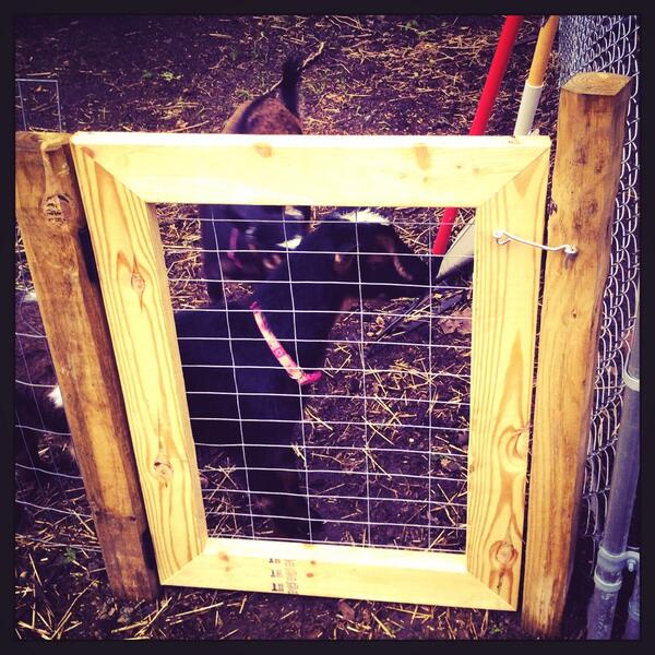 s0phie0's tweet image. Made a gate! Made a gate! Not sure the goats are as impressed with mine &amp;amp; @enfieldmike's handiwork #makingagate