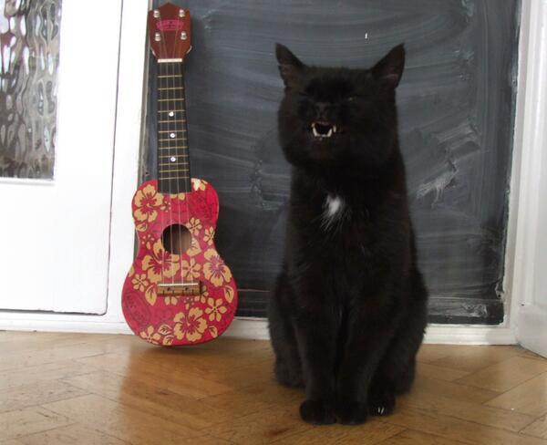 My cat is sad because he failed to qualify for Cat Eurovision, despite writing and performing a powerful emo ballad.