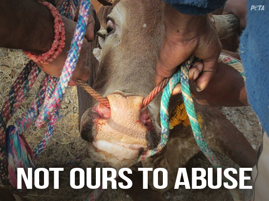 peta's tweet photo. ICYMI:

India BANNED bull races &amp; bullfights in landmark victory, ending 2,000 yrs of TORTURE: http://t.co/UZPvKstCJl http://t.co/ackeW1KdOu
