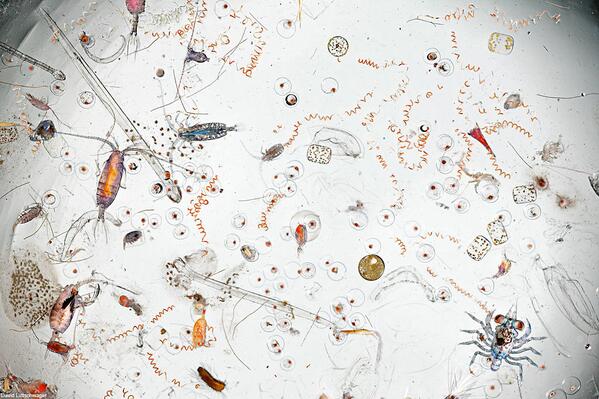 See what's in that sea water you swallowed at the beach last weekend: ow.ly/wFVah  #NFTO