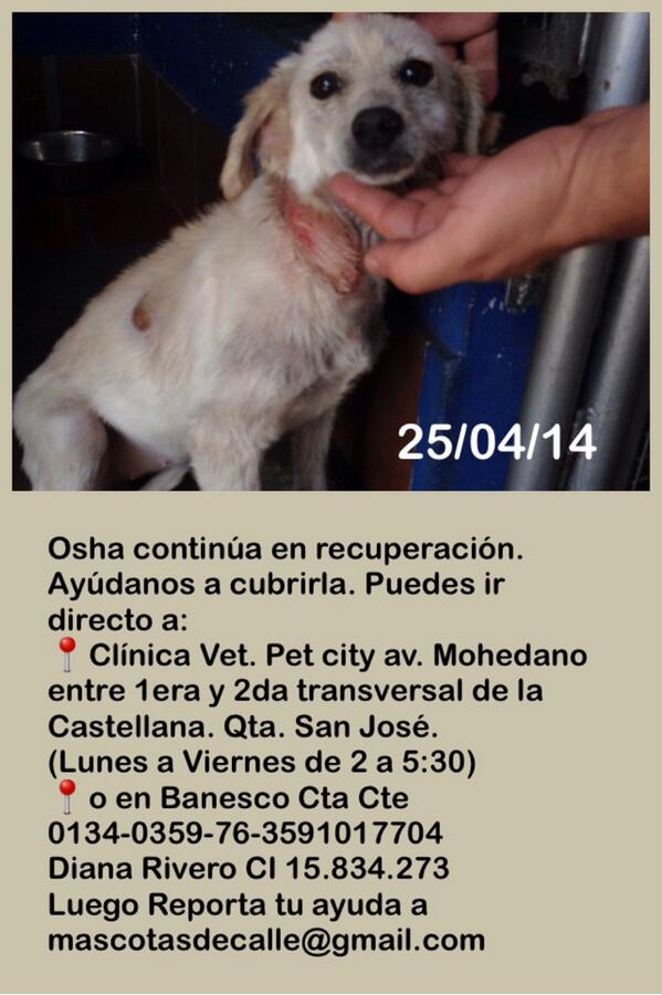MASCOTASDECALLE's tweet photo. Osha fue rescatada hace 2 meses, ya muchos olvidaron su caso (incluso quien la reporto). Ayudemosla hasta el final. http://t.co/F4m9Qbo0bl