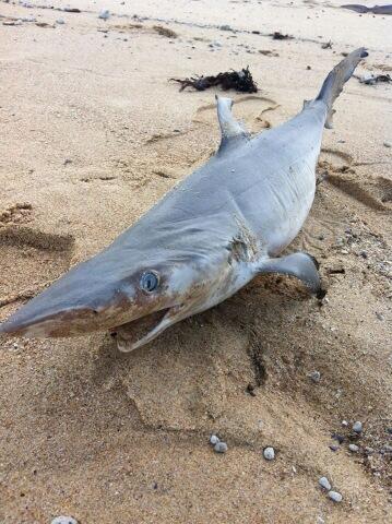 Anthony Ritter (@AntRitter) | Twitter