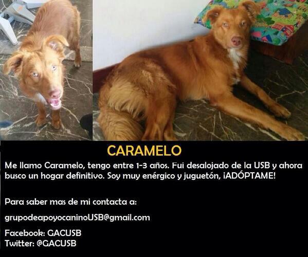 PerroUsuario's tweet photo. #ADOPTA RT @xDG_Orii: #CarameloUSB sigue en adopcion! #Difunde #Dona o #Adopta para ayudarlo. Info-> @GACUSB http://t.co/e9F7Sf08qF