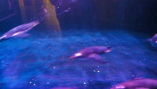 What a great start to the day - watching the penguins swim #BigBrownieBirthday