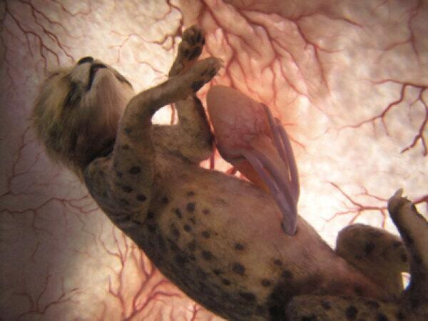 This Cheetah, is 1 month from being born and will soon become one of the fastest land predators on the planet.